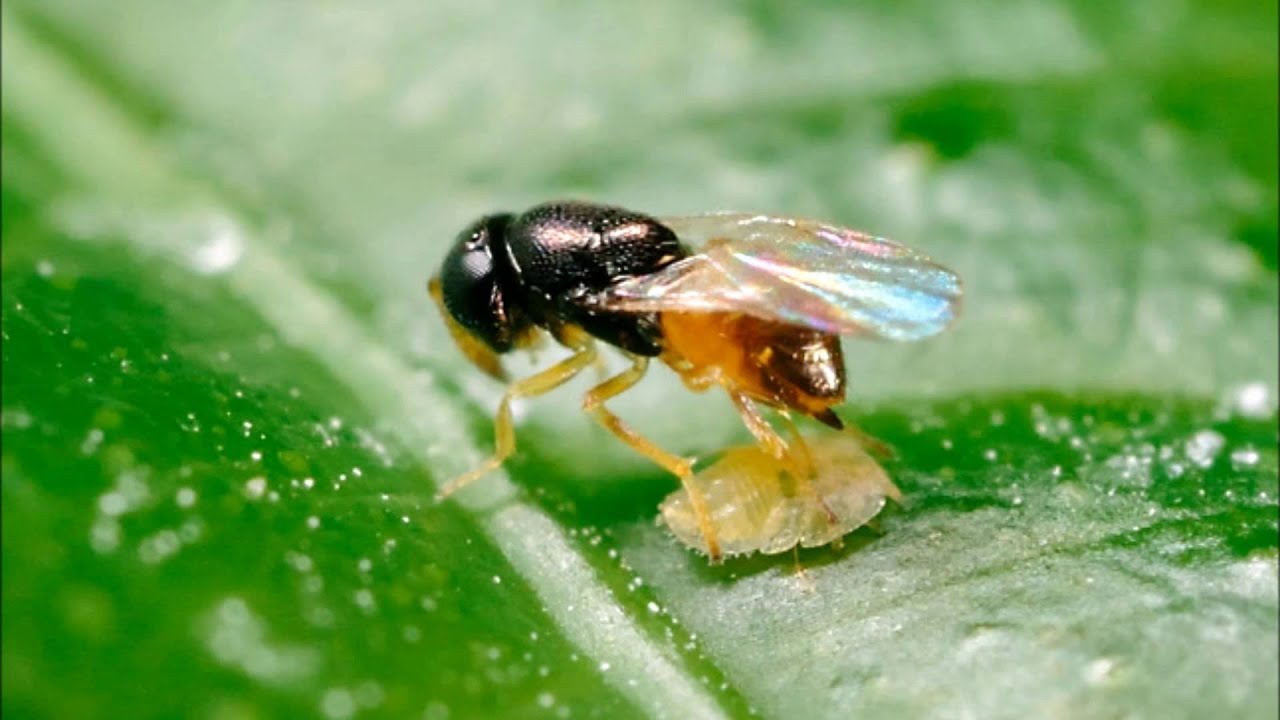 Identifying Garden Bugs: Allies or Pests?