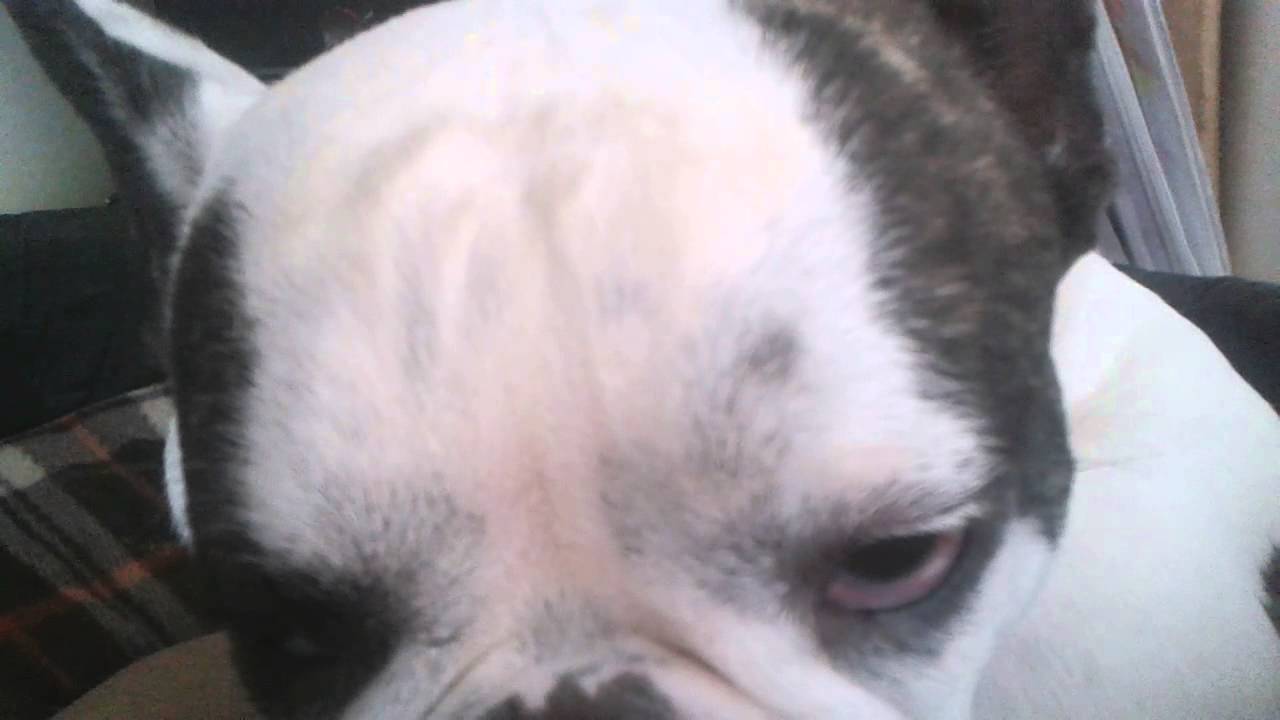 French Bulldog / seizure, head tilt, eye nystagmus