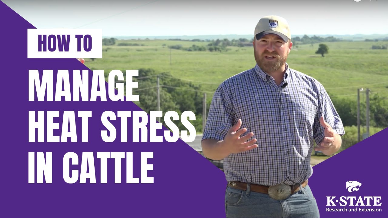 Heat Stress On Cattle