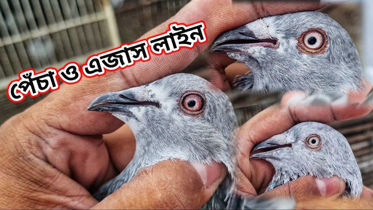 চাঁন ভাইয়ের দুইটি সেরা কবুতর জাত পেঁচা ও এজাস লাইন নিয়ে আজকের ভিডিওটি🥰 | Miraj Pigeon & Pets