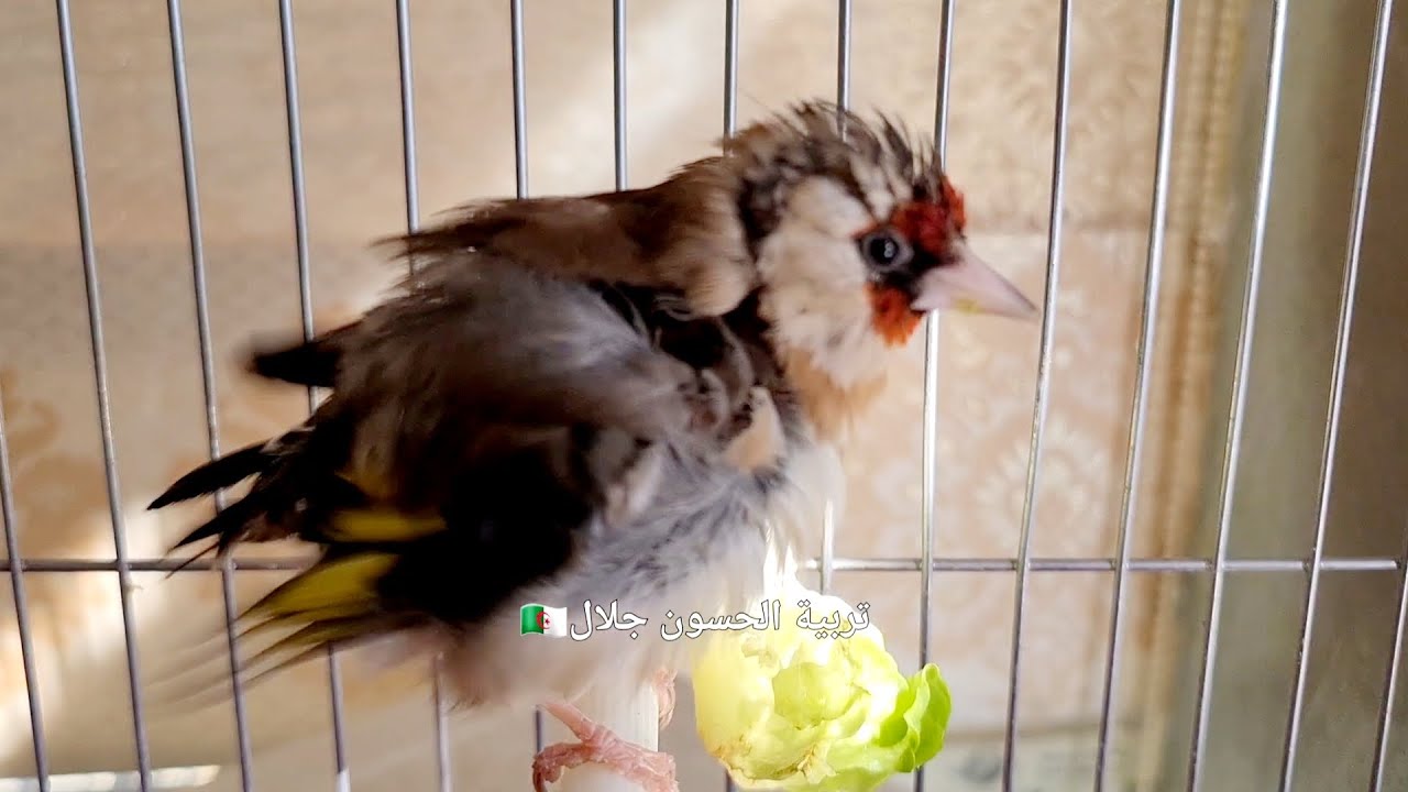 تجهيز غيار الريش تساقط ريش الحسون بكثرة جناح صدر الإحمرار هذا ما يجب عليك فعله