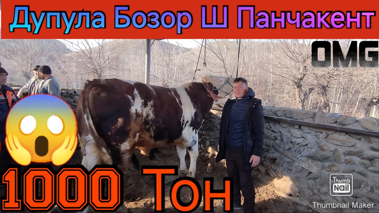 Дупула Бозор Ш Панҷакент 20.02.2026 (Сментал) Бик Бука