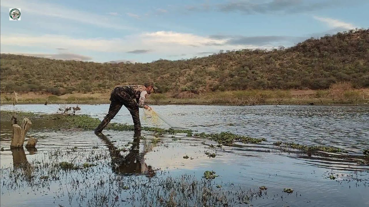 En las orillas encontramos muchas tilapias muy grandes arroyos llenos de tilapias