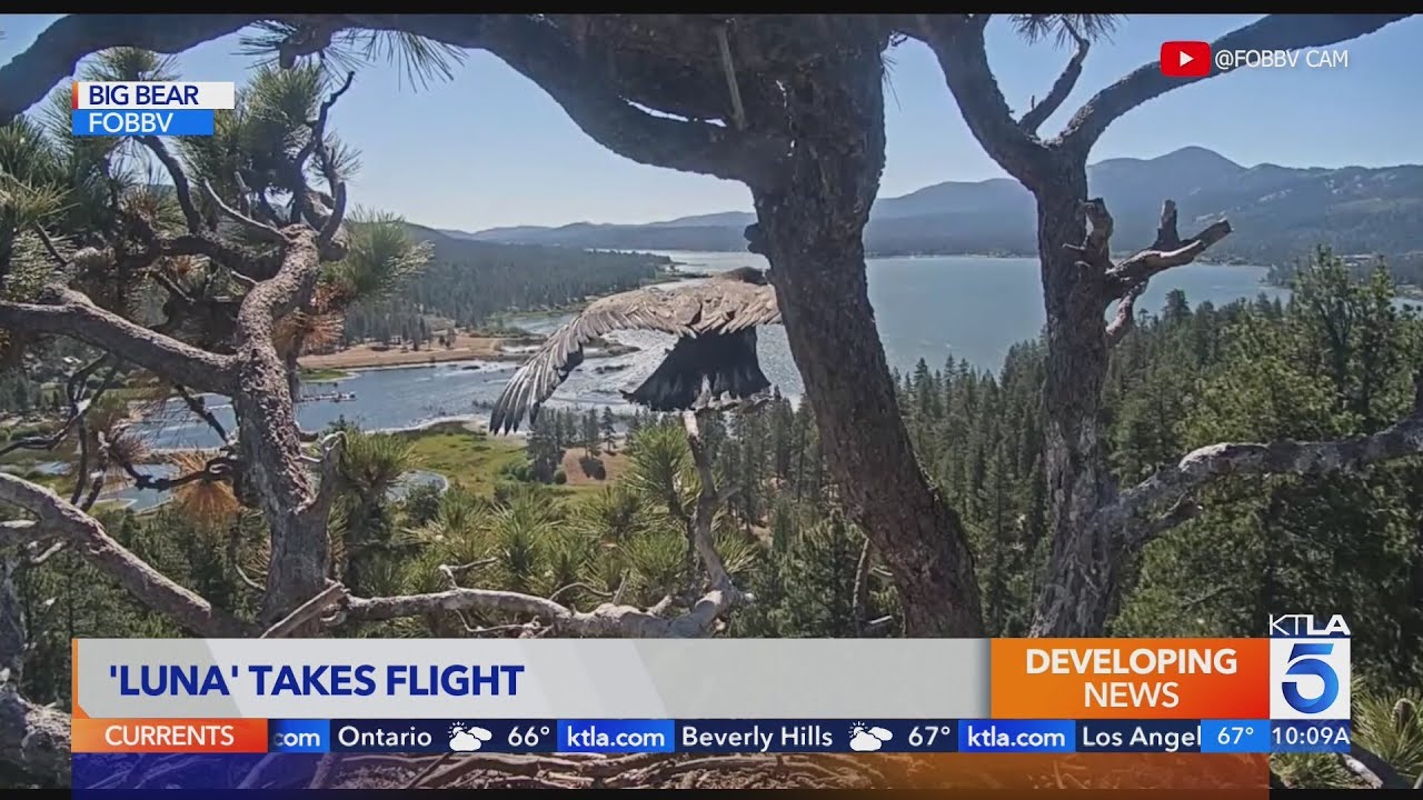 Big Bear eaglets take first flights after one takes tumble out of nest