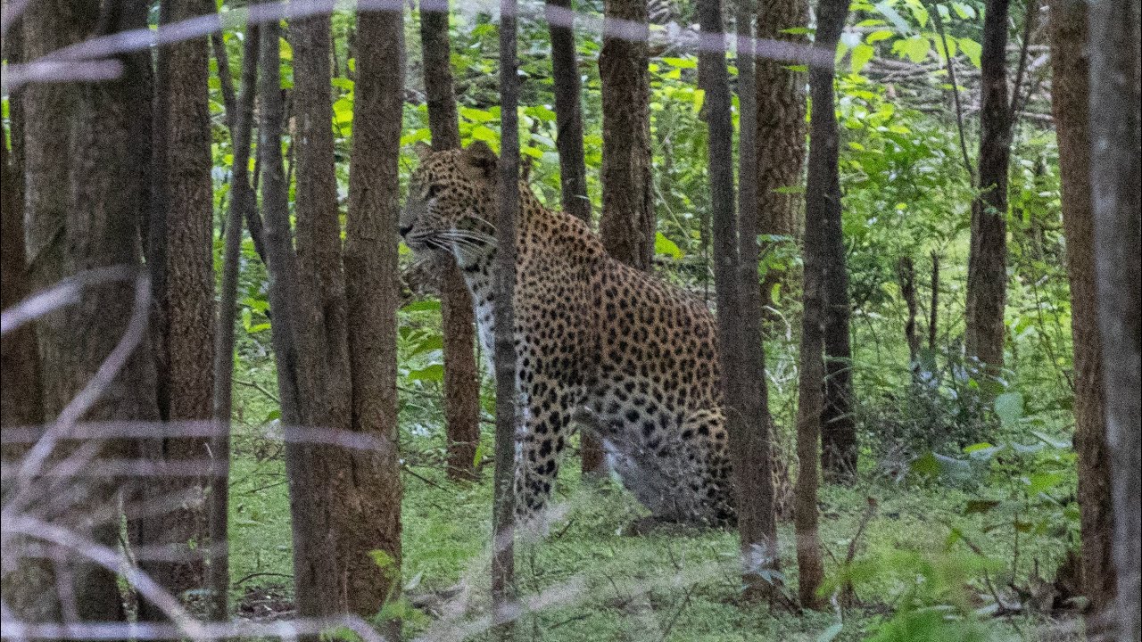 Sri Lanka Pt7: Yala National Park