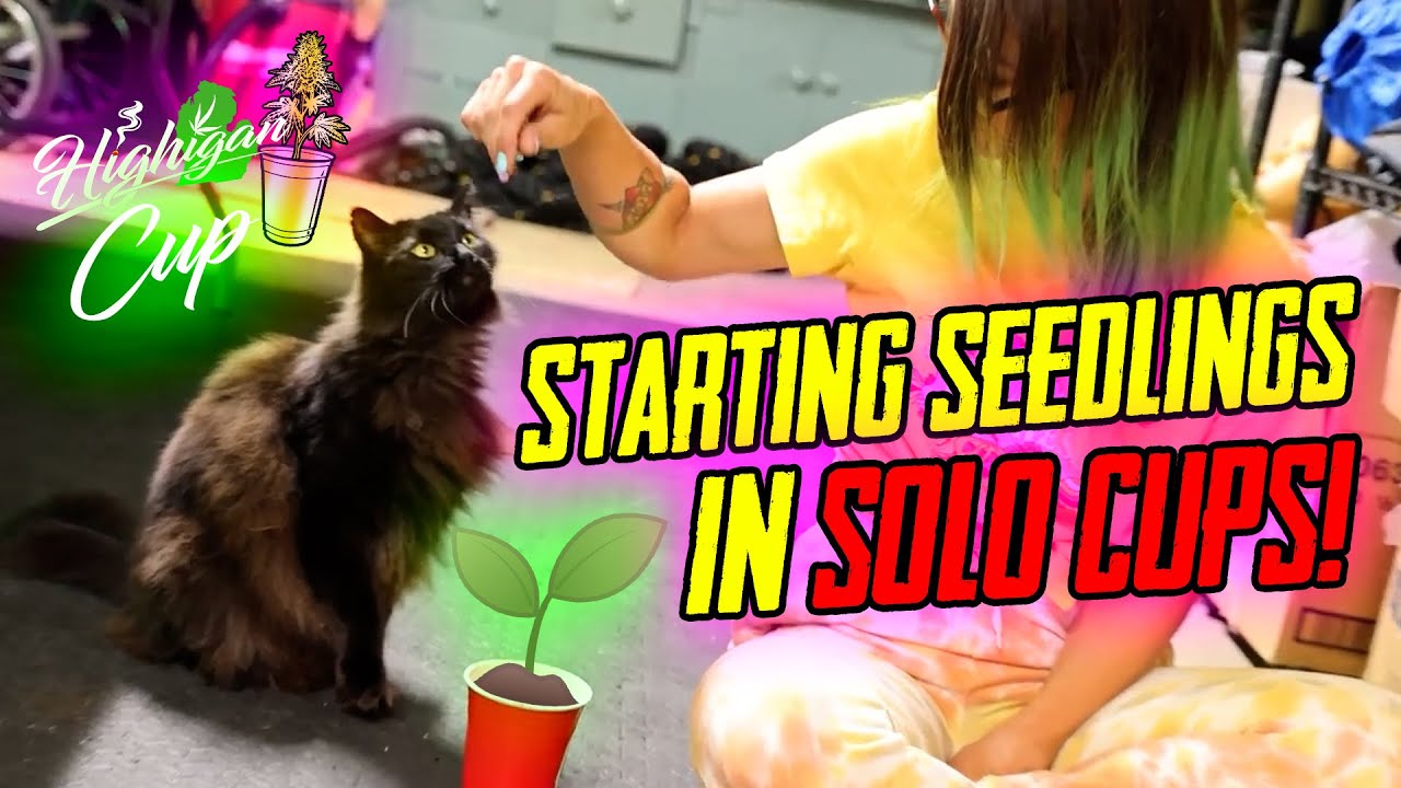 Starting Seedlings in Solo Cups! Highigan Cup Has Begun!