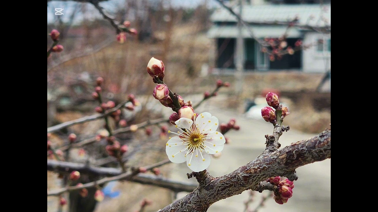 자연의 서사,엔텔롭 캐넌|청사시