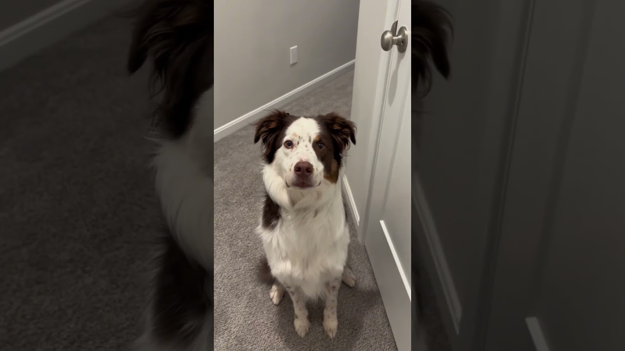 teach your dog scent work at home #dogtraining #dogtrainer #scentwork #nosework #smartdog #doglover