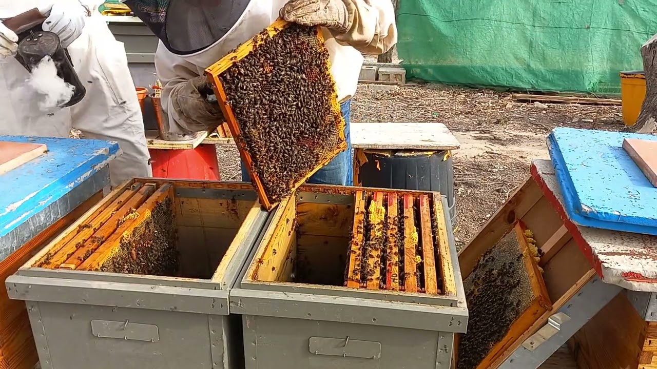 Divisi&oacute;n con Realeras