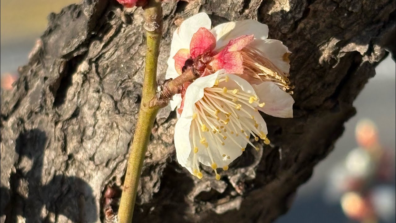 白梅の花言葉「気品」「上品」　　　　　　　　　　　　　　癒しの花と音楽