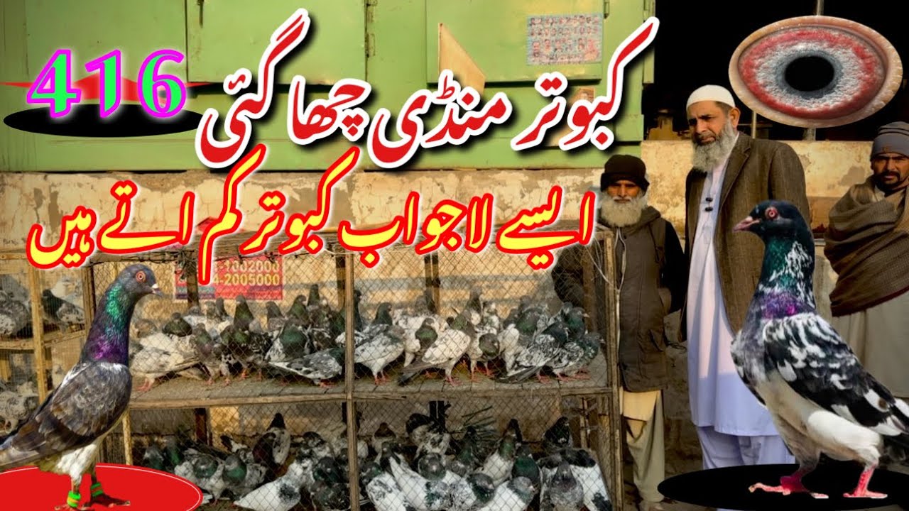416) Lahore lari ada kabootar mandi || کبوتر منڈی || #amjadaliofficial #pigeons #kabootar