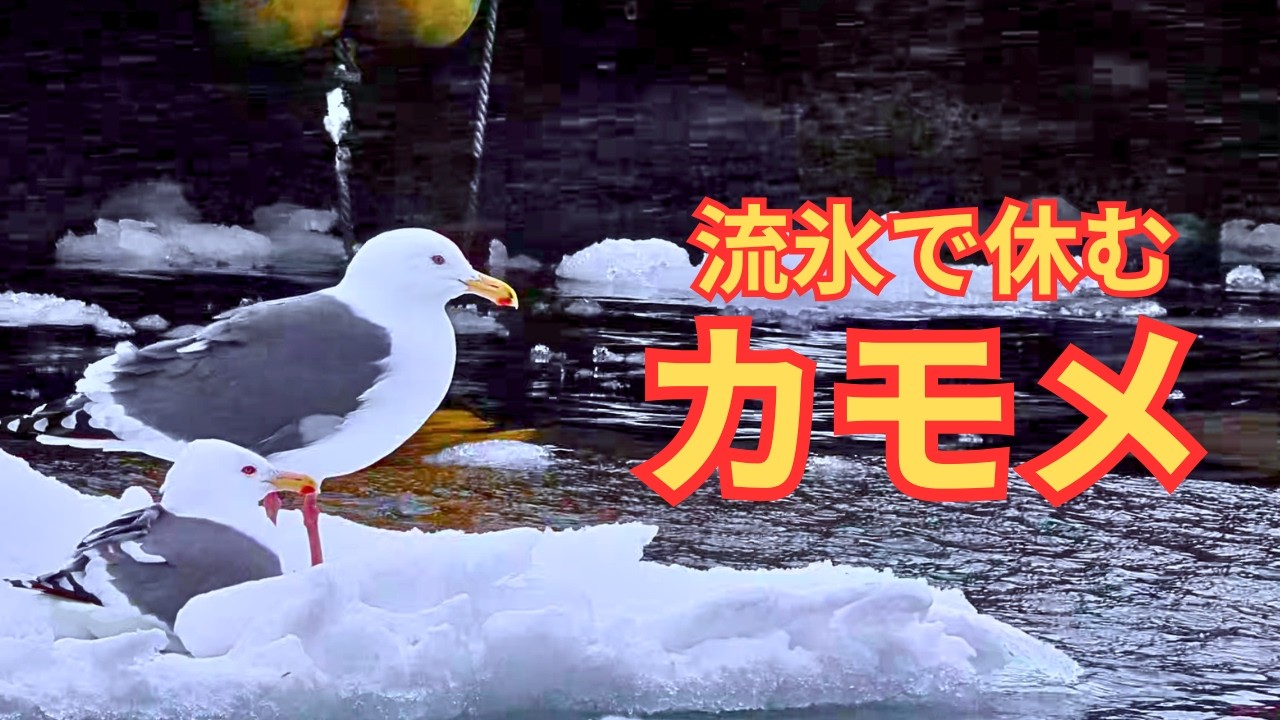 【知床 羅臼港】流氷に浮かぶカモメ｜強風と雪の海/Seagulls Floating on Drift Ice | Wind and Snow at Rausu Harbor