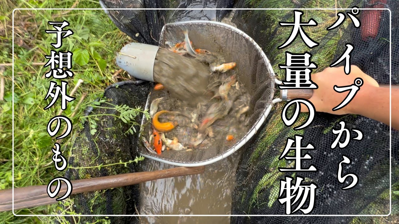 錦鯉じゃない？パイプがら大量の〇〇#錦鯉販売 #koifish #koi #塩田養鯉場#ドジョウ