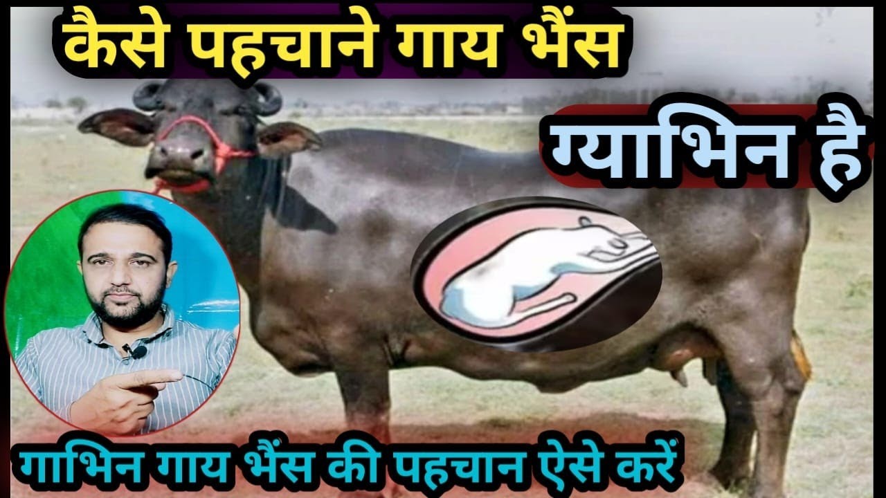 कैसे पहचाने गाय भैंस ग्याभिन है||गाभिन गाय भैंस की पहचान कैसे करें How to Check Animal Pregnancy