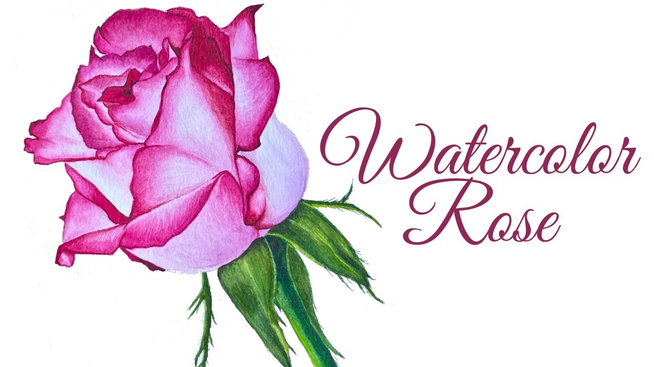 How to paint rose in watercolor Easy Tutorial step by step| Beginner Watercolor Tutorial #lipsitaart
