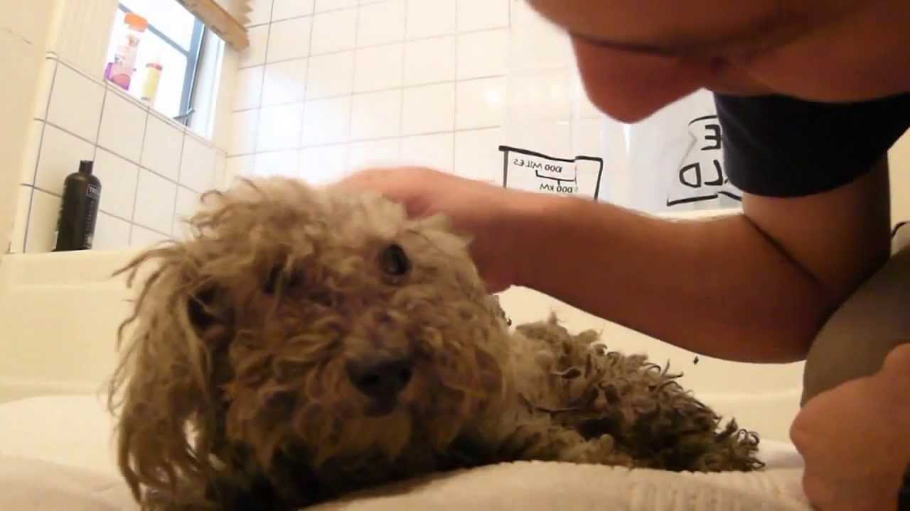 Fiona, blind puppy in trash