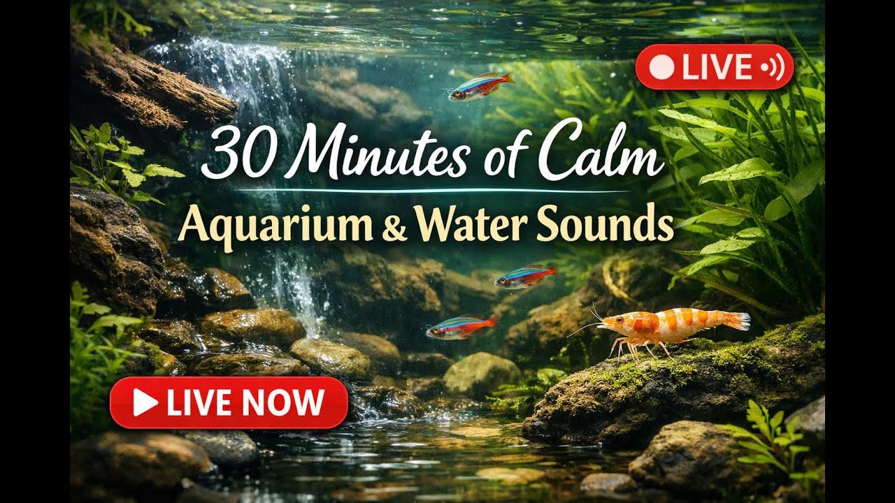 Live Now 🌿 30 Minutes of Calm Aquarium & Water Sounds
