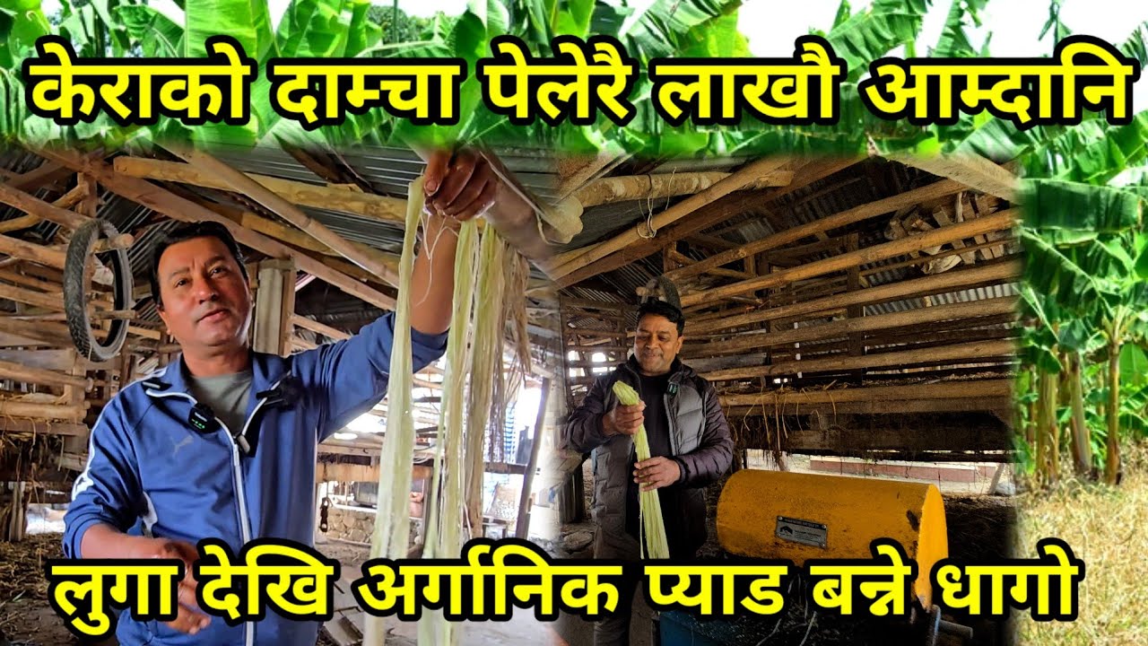 केराको दाम्चा बाट घरमै बसि बसि महिनाको एक लाख कमाउदै ,जानकारिको लागि भिडियो हेर्नुहोस banana fiber
