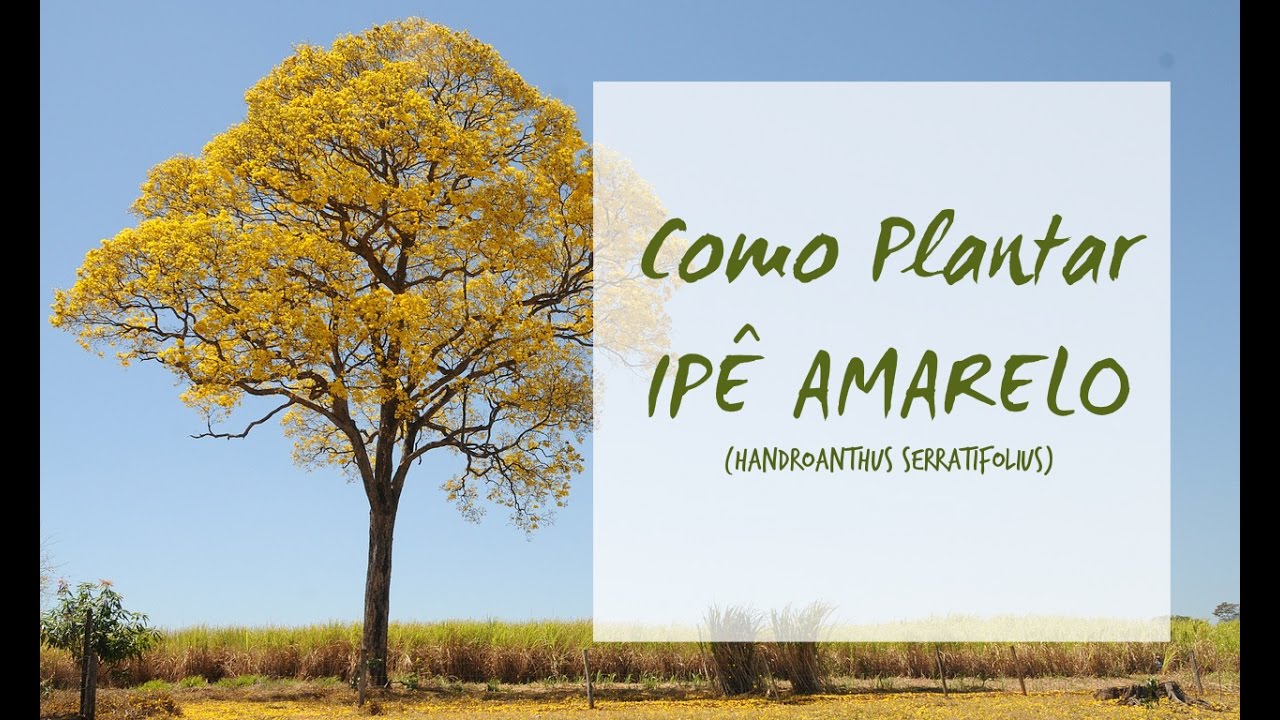 Como Plantar IPÊ AMARELO DA MATA • Part. 1 | Handroanthus Serratifolius