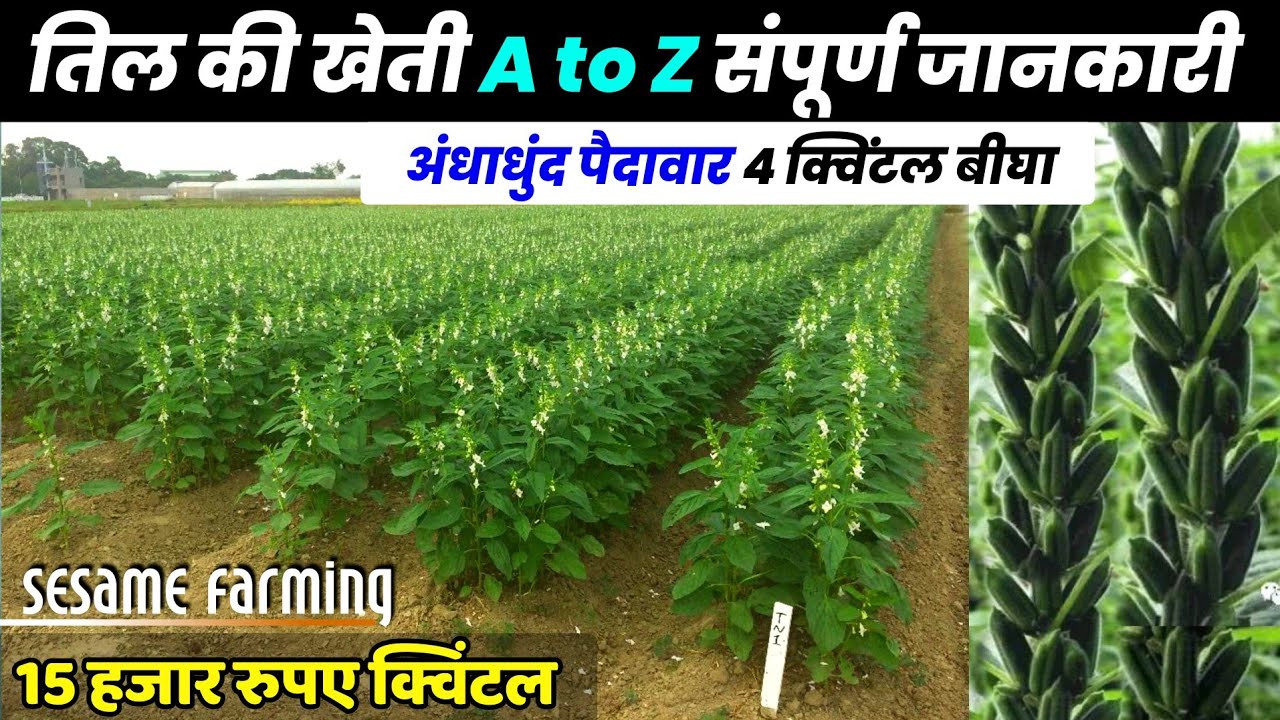 How to cultivate sesame | Sesame farming | Sesame farming | A to Z | Sesame Variety, fertilizer, Best spray