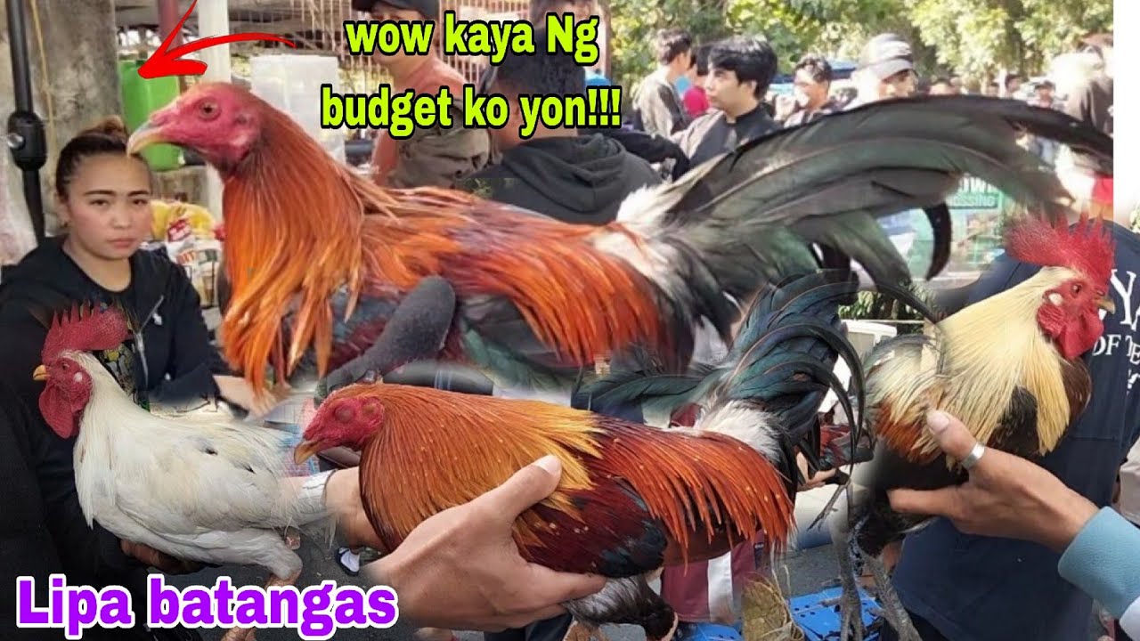 January 31, 2026 PinakaDarayong bentahan Ng Manok Dito sa Batangas.