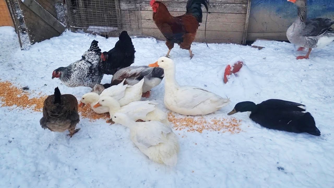 Feeding the farm birds on a frosty winter day❄️🦆🐓🐔🦆