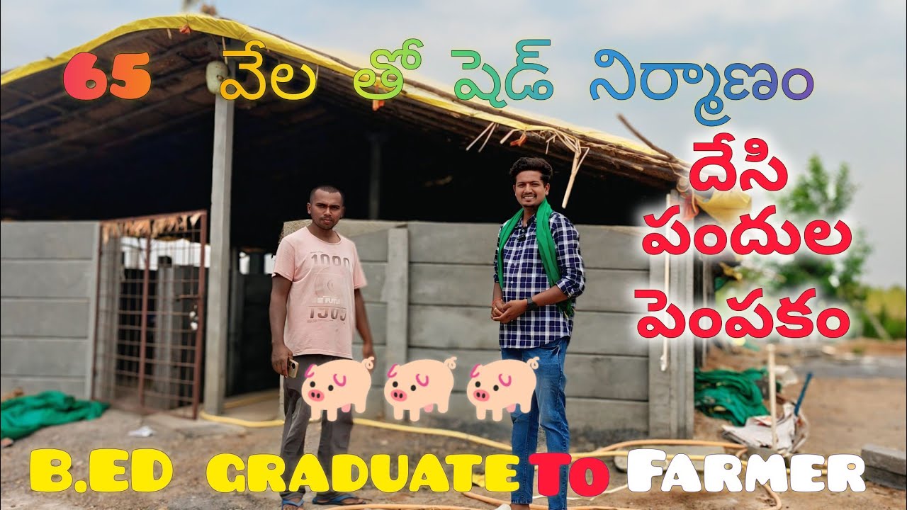 65 వేల తో సరిపడా షెడ్ నిర్మాణంDesi pig farming in karimnagar.young  farmer 