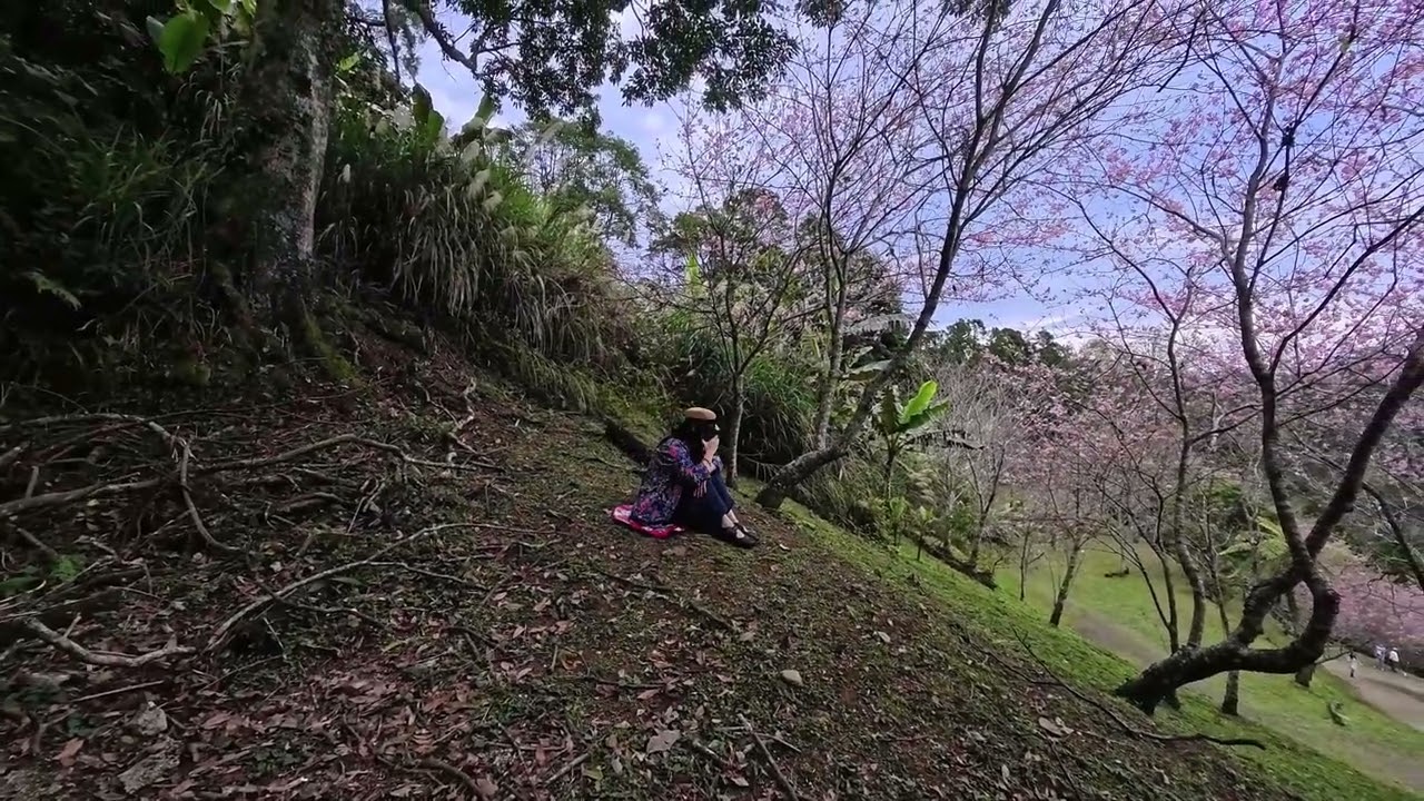 桃園復興賞櫻悠然秘境小屋20260224