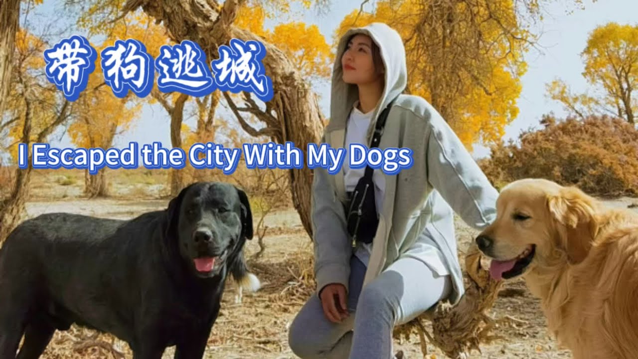 疫情最嚴重的時候，我帶著兩隻狗住進新疆荒廢的小院。I Moved Into an Abandoned Courtyard in Xinjiang With My Two Dogs