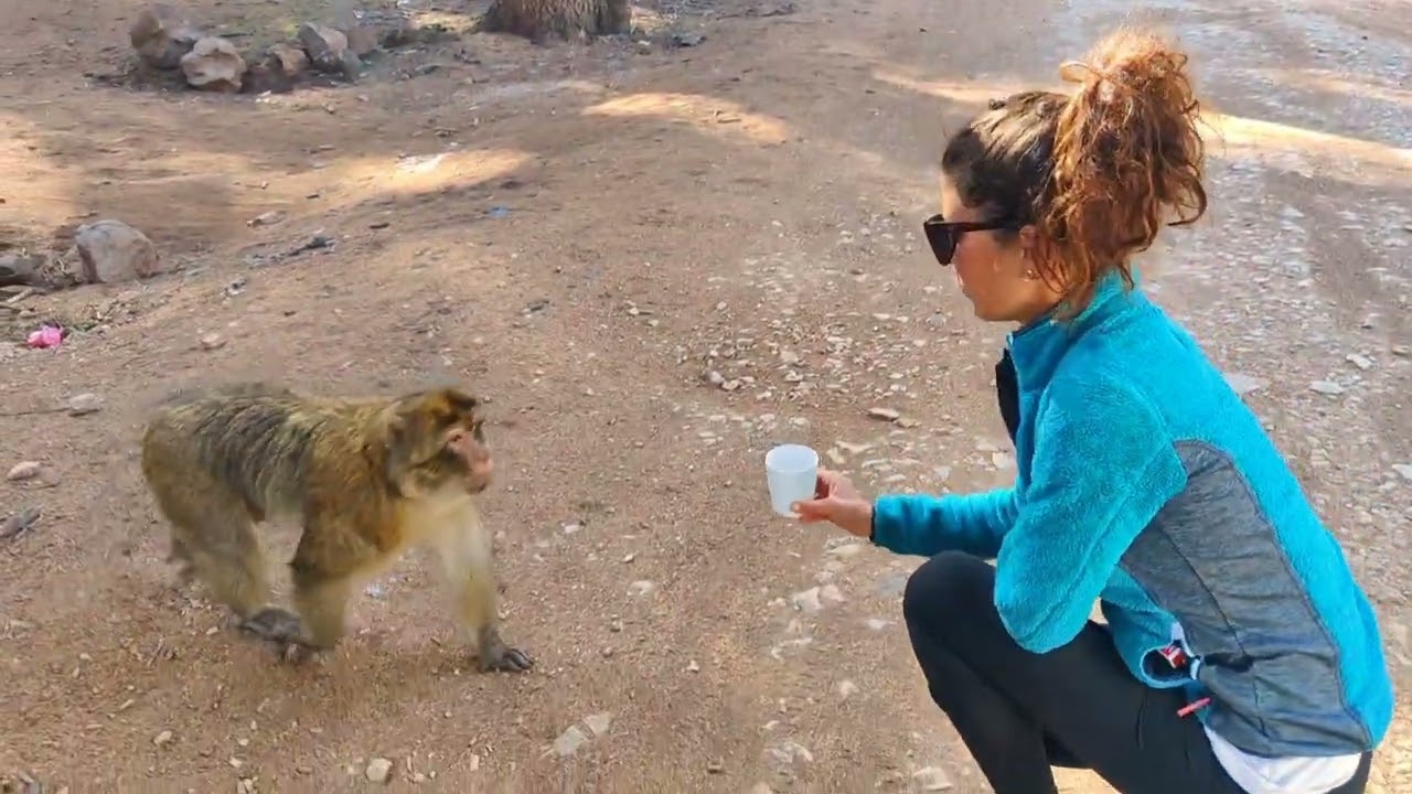 Marocco in vanlife - dormire con le scimmie