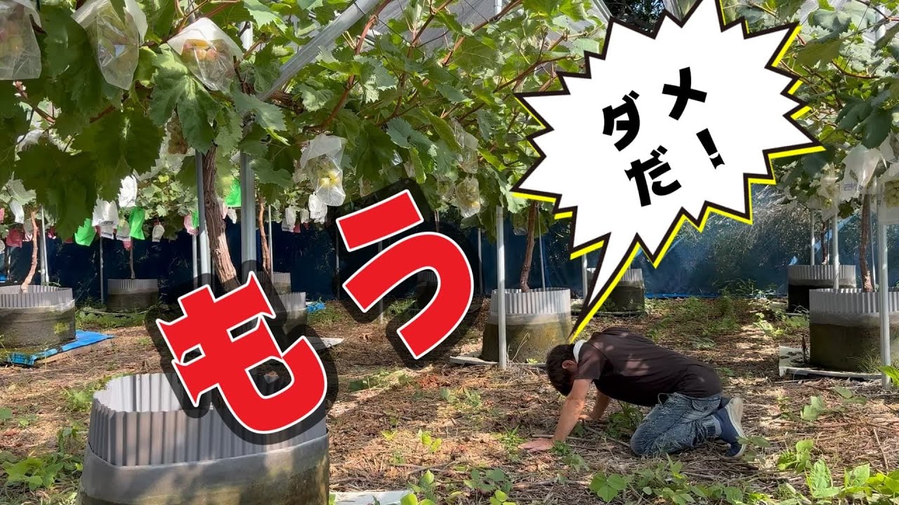 心が折れた2025夏❗️僕のぶどう栽培🍇