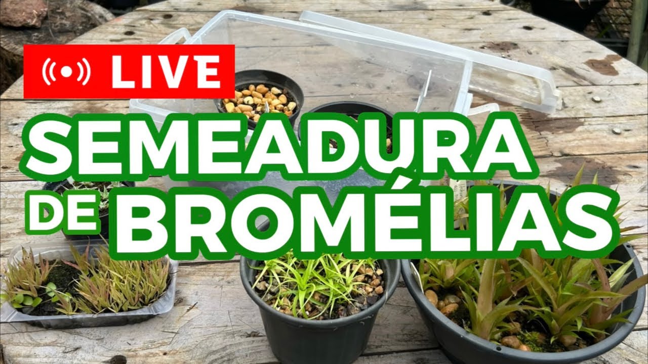 BORA SEMEAR BROMÉLIAS!