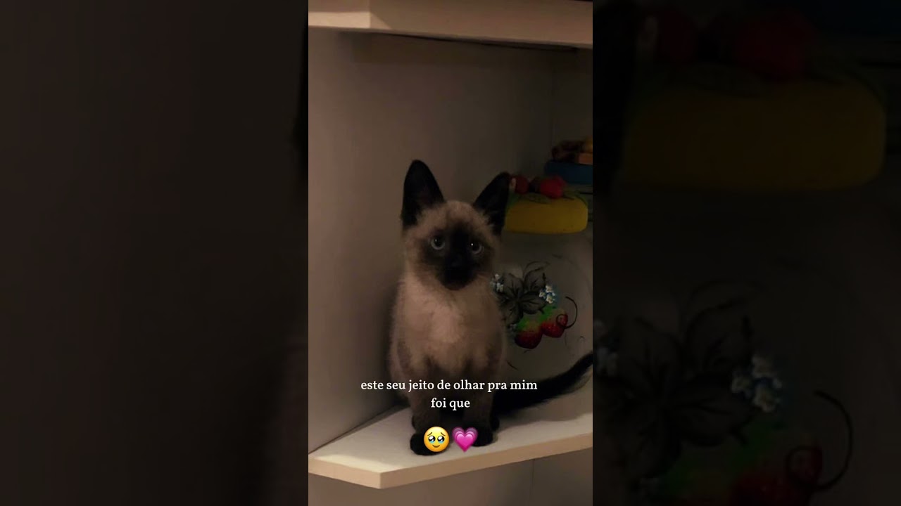 #gatinhofofo