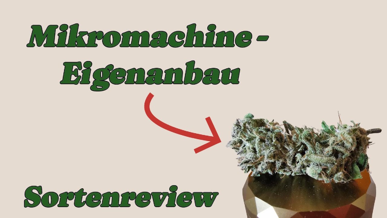 Sortenreview Cannabis -  Mikromashine Auto (Eigenanbau)