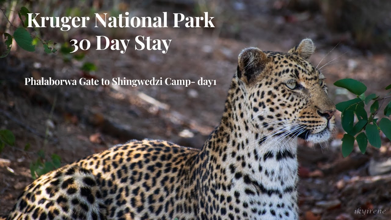 Kruger National Park Shingwedzi camp Day1