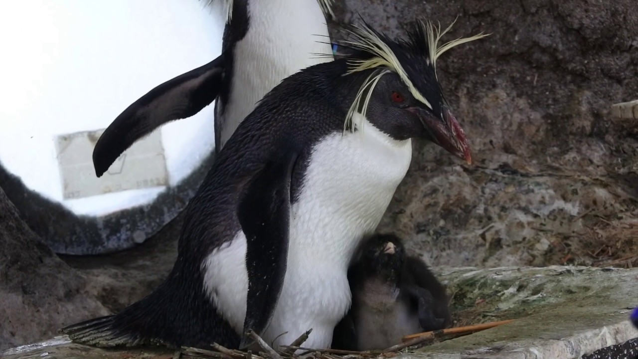 キタイワトビペンギンの愛らしいヒナが誕生しました