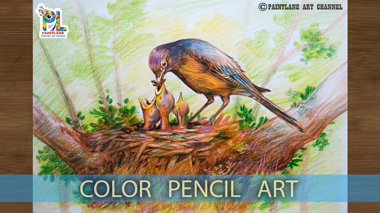 Bird's Family Taking Breakfast Food On A Tree Branch || Color Pencil Art