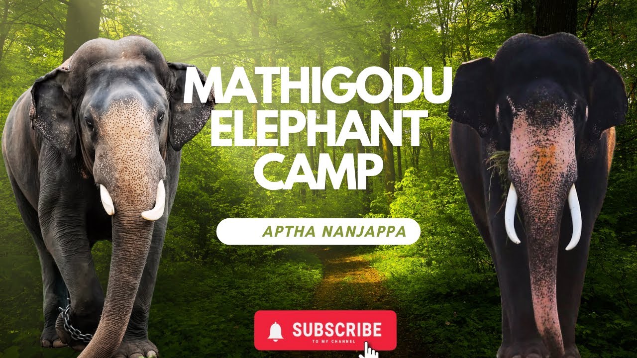Exploring Mathigodu Elephant Camp | Untold Beauty of Coorg | Aaptha Nanjappa Travel Vlog