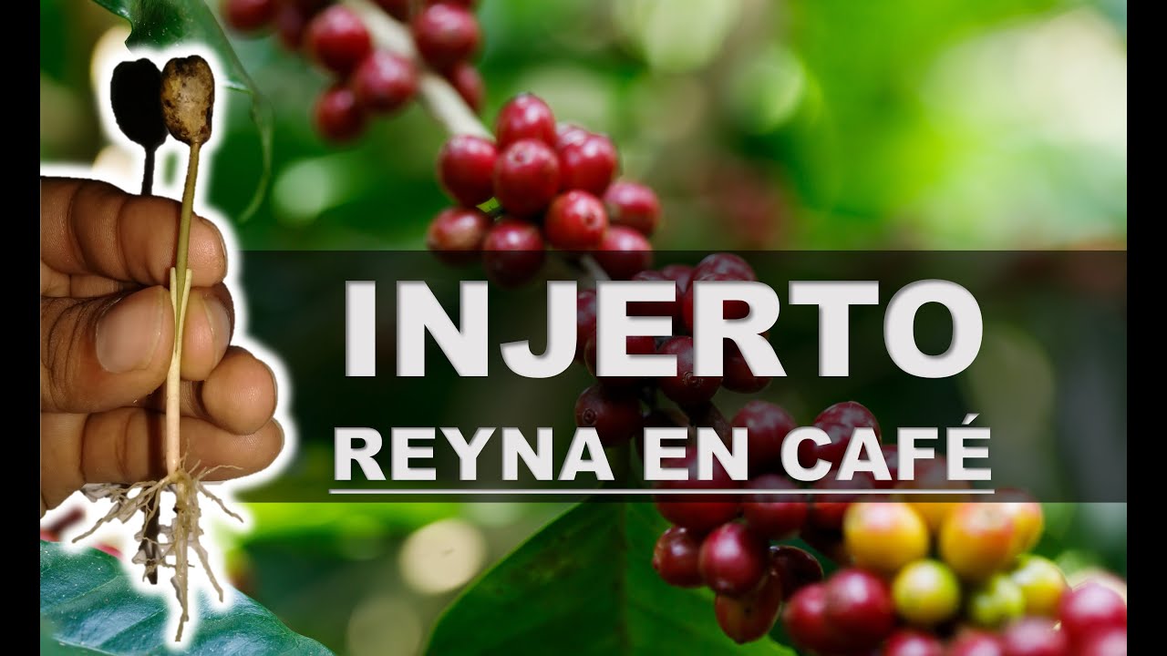 Injerto de café - Como hacer un injerto de café | coffee grafting
