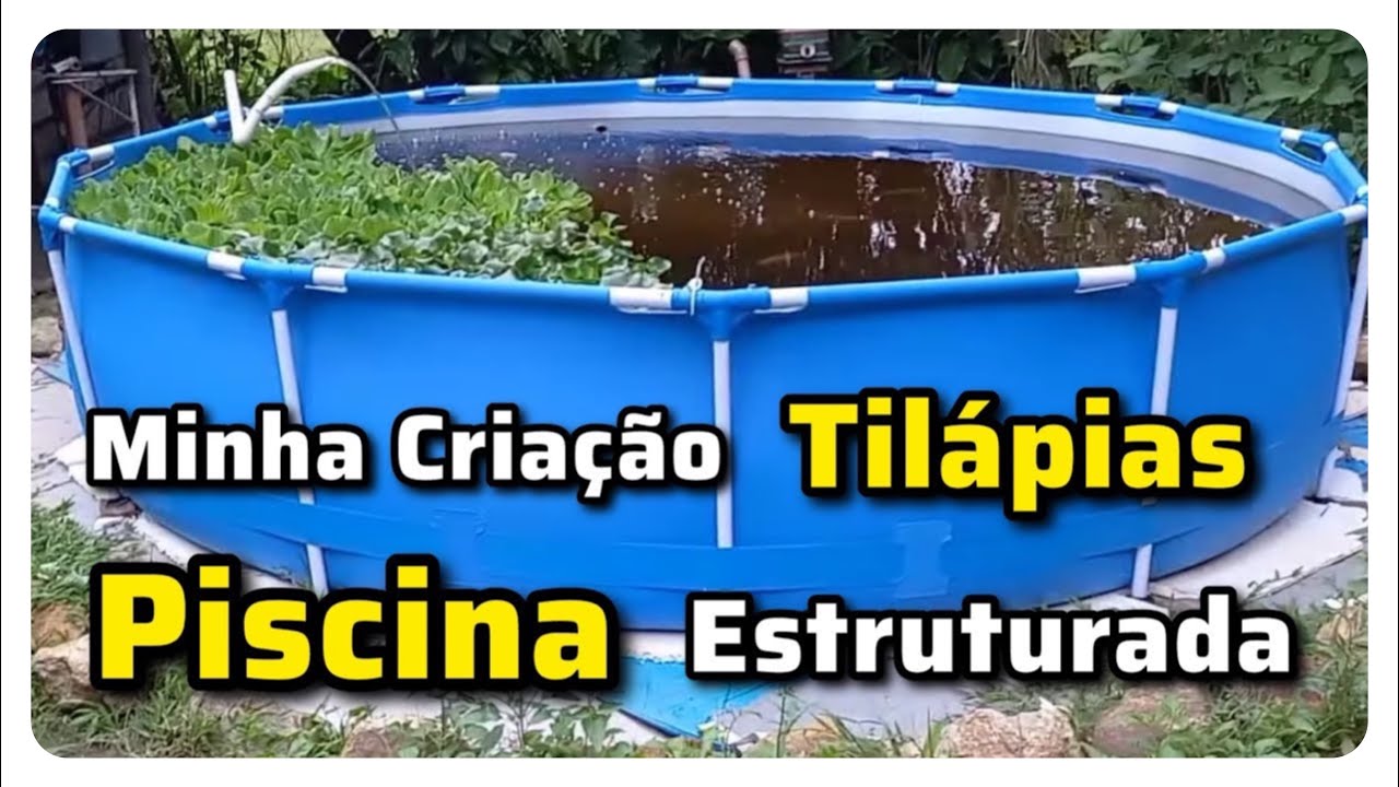 CRIAÇÃO  DE TILAPIAS EM PISCINA ESTRUTURA 7m³ (DETALHES DA INSTALAÇÃO) + ALIMENTANDO OS PEIXES.