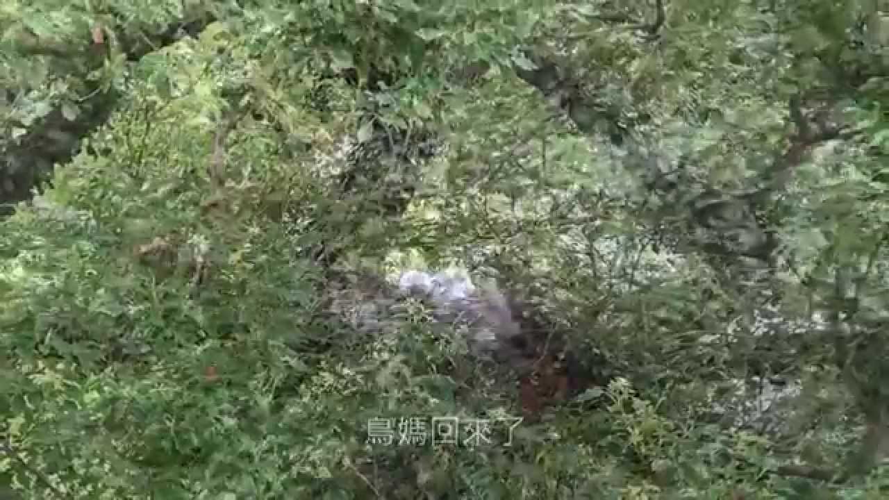 林業試驗所黑冠麻鷺育幼全紀錄(影片版)