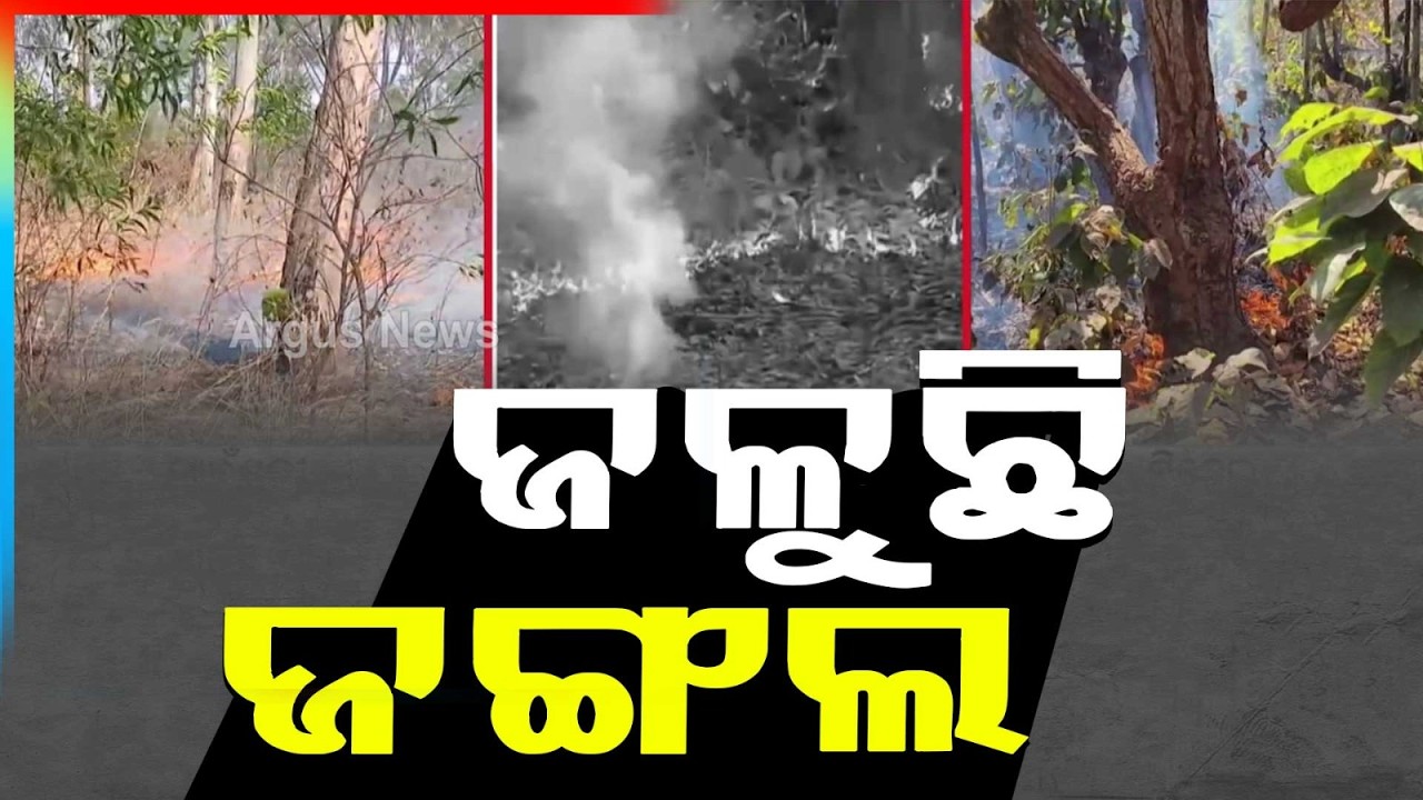 ଜଳୁଛି ଜଙ୍ଗଲ  | Massive Forest Fire Erupts in Keonjhar | Wildlife at Risk
