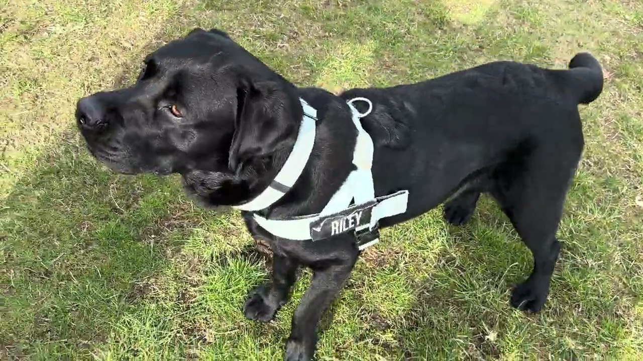 Black Labs at Dog Field