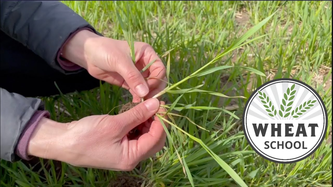 Wheat School: Timing a PGR application in winter wheat