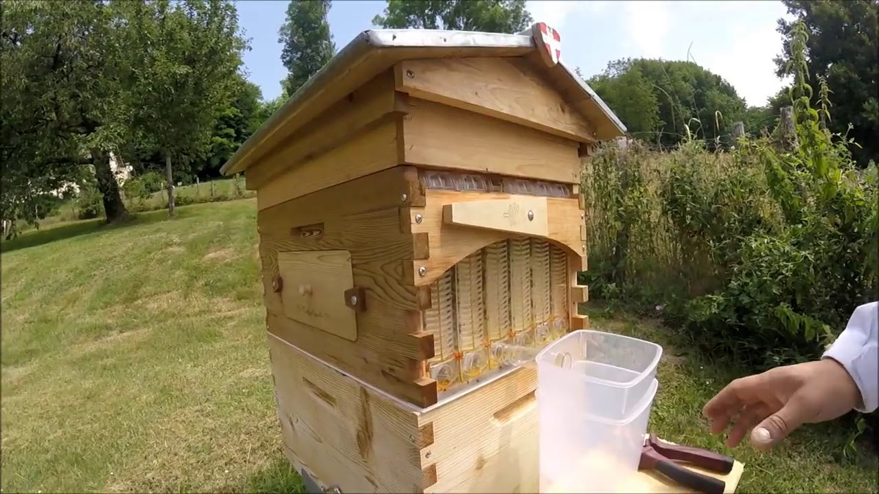 La Flow Hive Ruche à robinet récolte automatique de miel