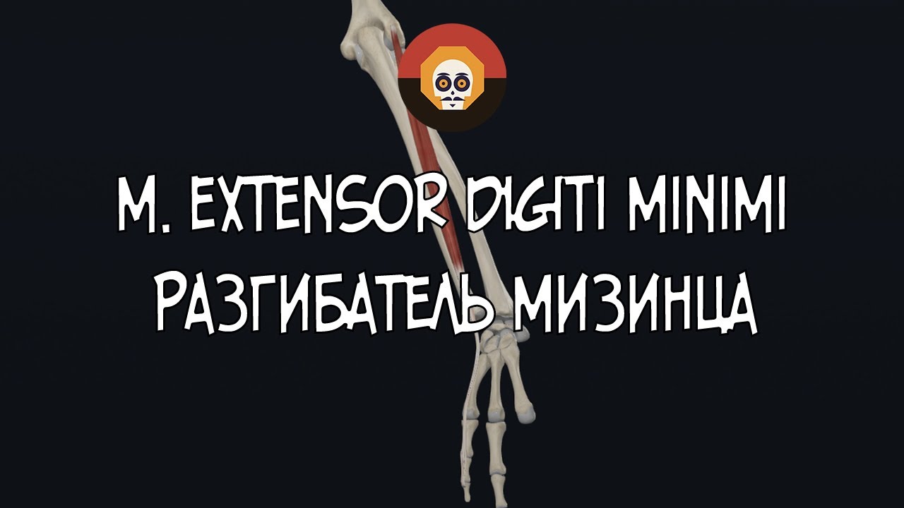 Разгибатель мизинца (m. extensor digiti minimi) 3D Анатомия