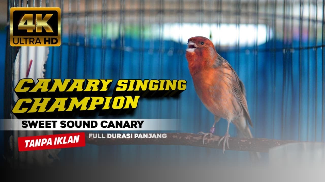 CANARY SINGING CHAMPION | KENARI DURASI PANJANG | TERAPI BURUNG KENARI CEPAT GACOR