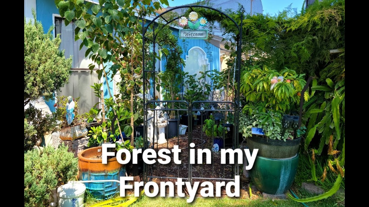 CONTAINER GARDENING of FRUIT TREES in my Frontyard