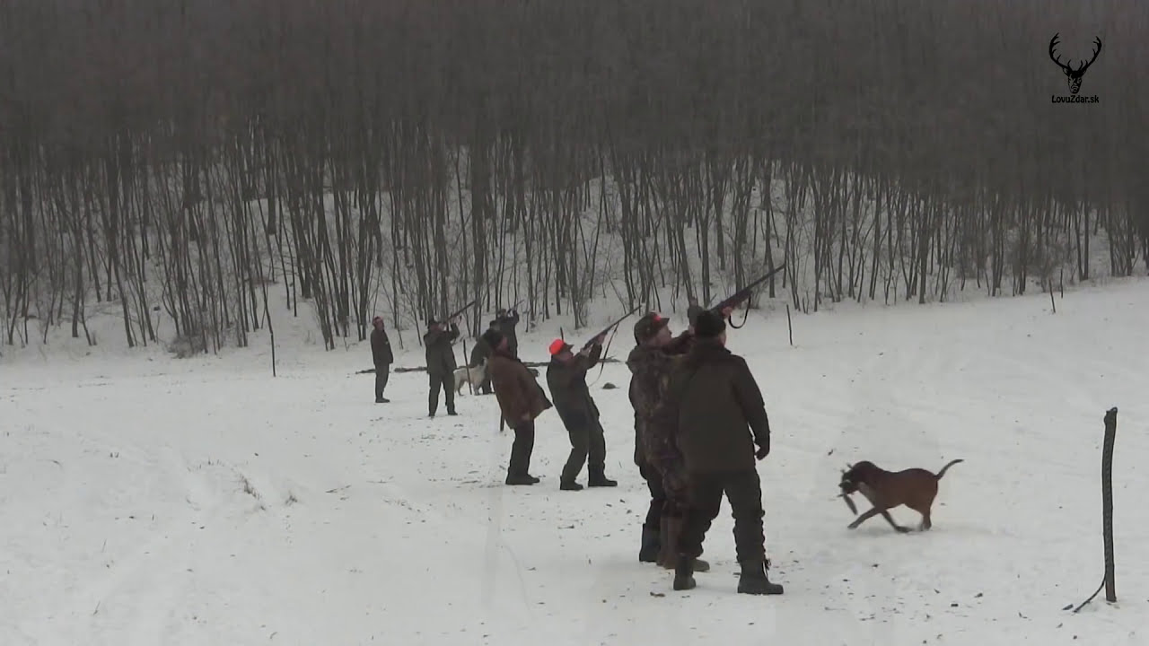 Spoločná poľovačka na Bažanty PZ Lyska Beša 2017 | Joint hunting for Pheasants