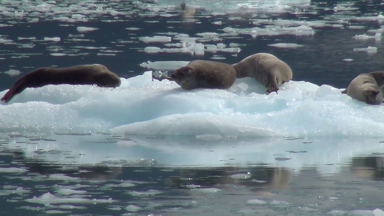 Sea Lions Lion Alaska Ice Floe | Free No Copyright Video
